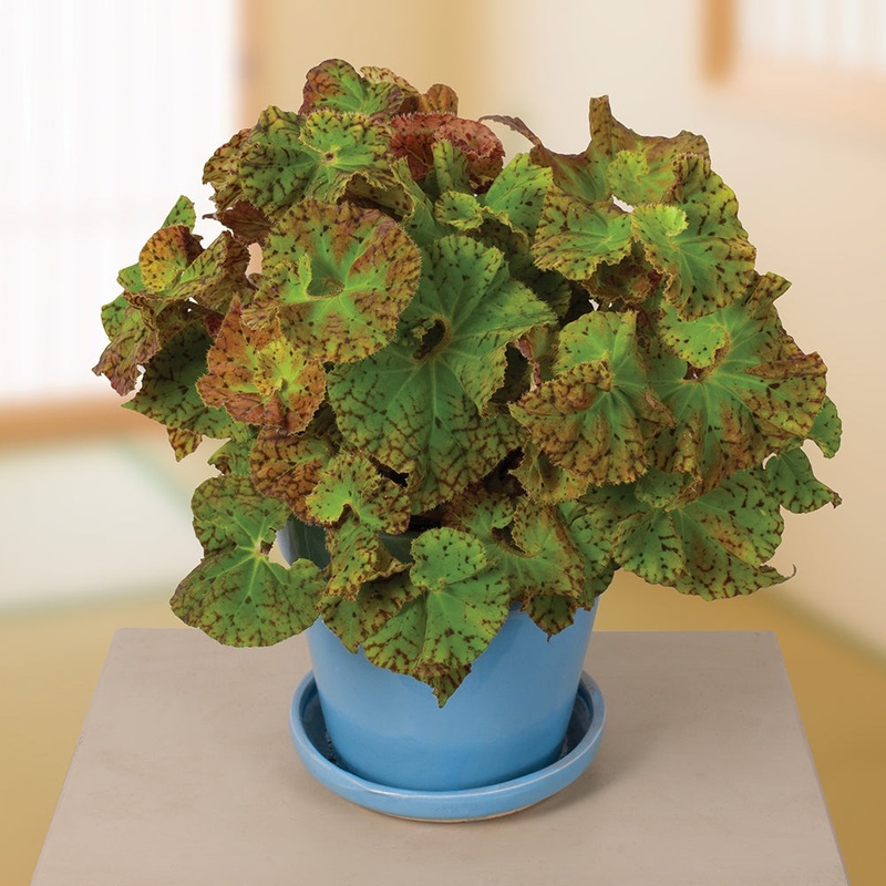 Begonia Harmonys Ray Glo (Begonia rhizomatous hybrid)