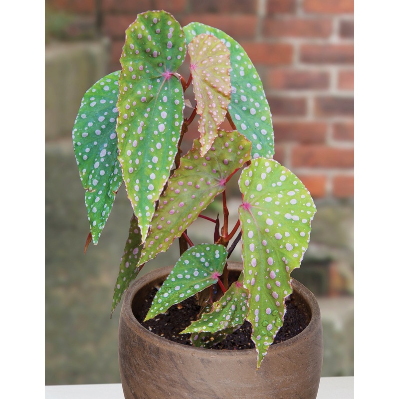 Begonia malachosticta (Begonia species)