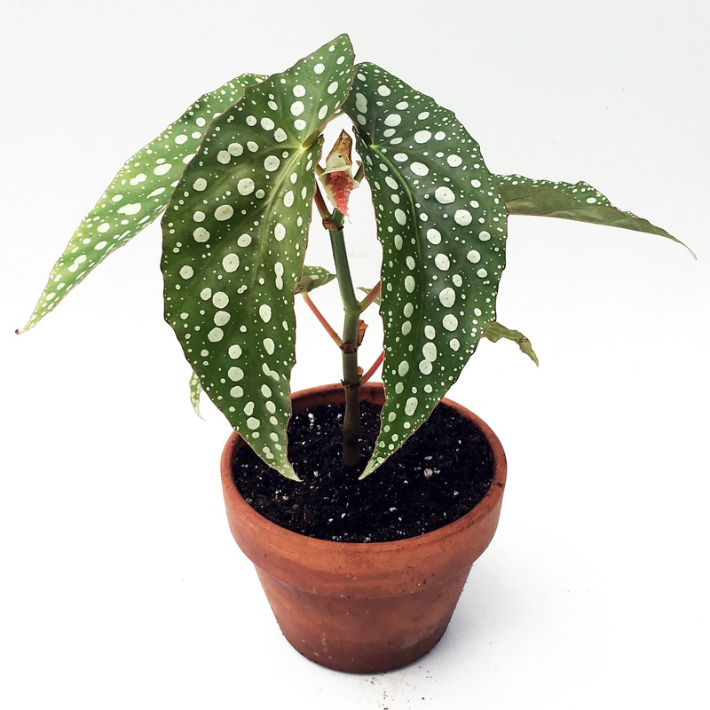 Begonia My Special Angel hybrid (Begonia fibrous hybrid)