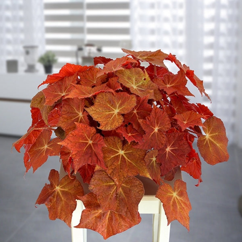 Begonia Solar Flare (Begonia rhizomatous hybrid)