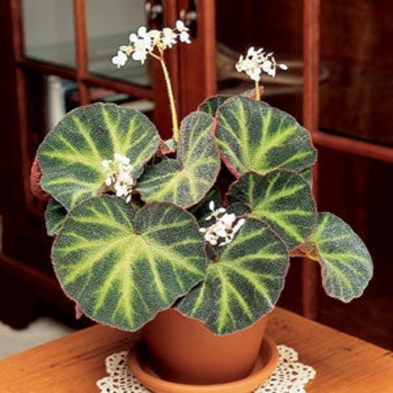 Begonia Soli-Mutata (Begonia rhizomatous hybrid)