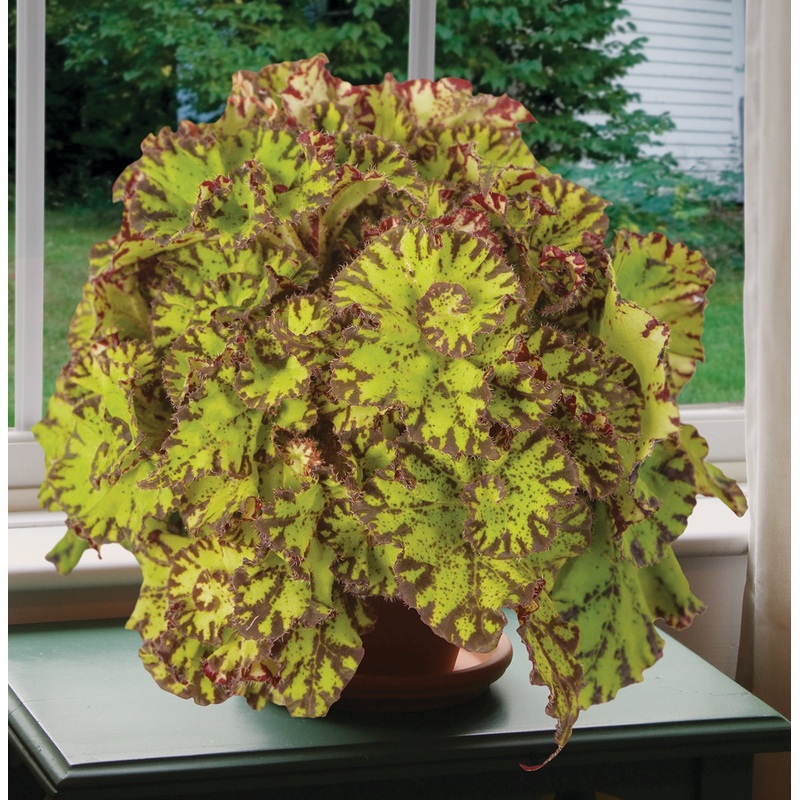 Begonia Tiger Paw (Begonia rhizomatous hybrid)