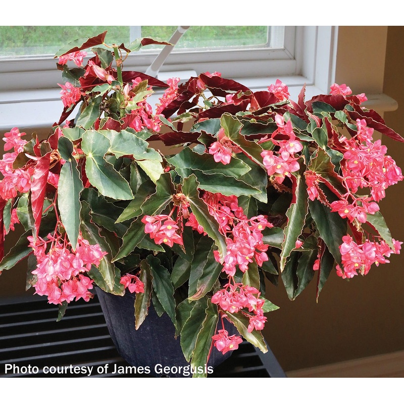Begonia Torch (Begonia fibrous hybrid)