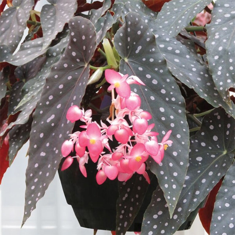 Begonia Whimsy (Begonia fibrous hybrid)