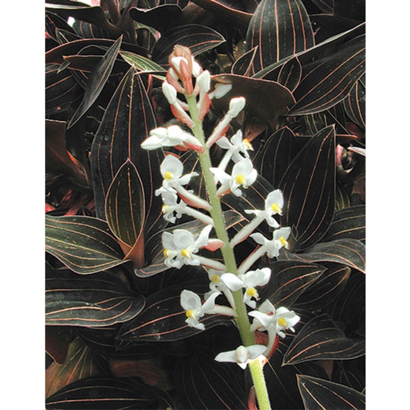 Black Jewel Orchid (Ludisia discolor)