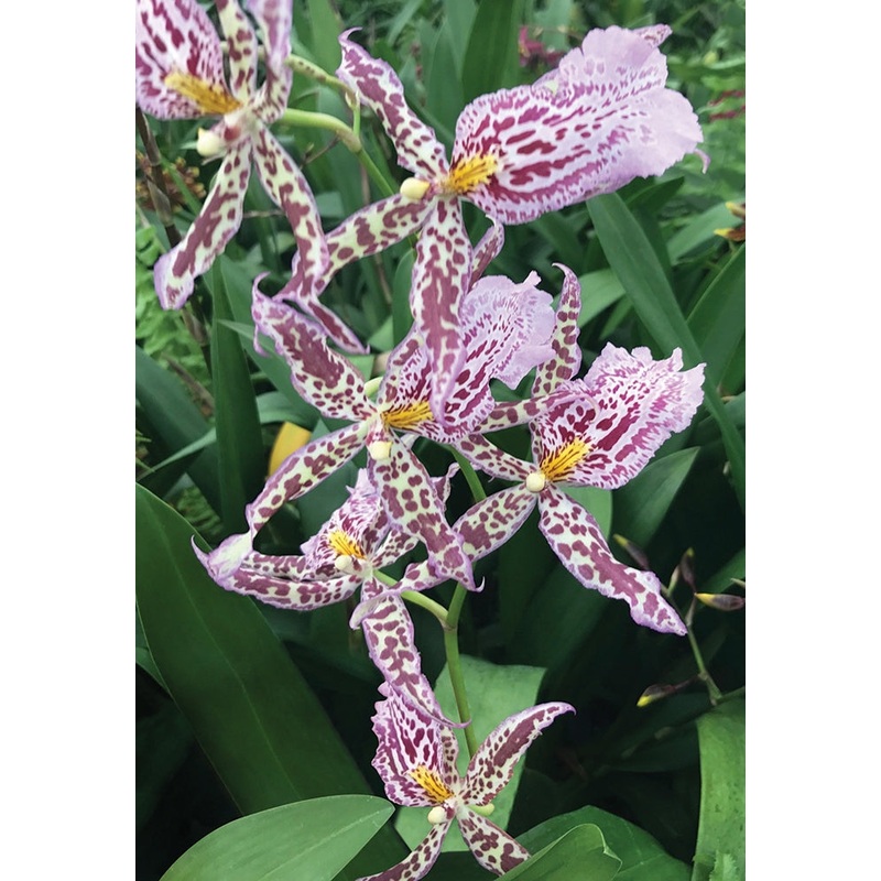 Bllra Orchid Tropic Tom Purple Paisley (Brassia x Cochlioda x Miltonia x Odontoglossum hybrid)