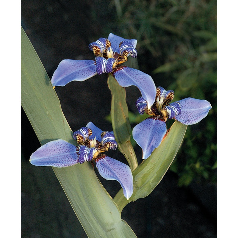 Blue Walking Iris Regina (Neomarica caerulea)