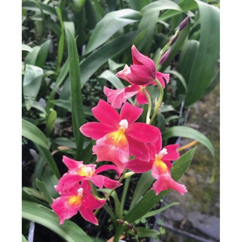 Burr Orchid Francine Roseglow (Cochlioda x Miltonia x Odontoglossum x Oncidium hybrid)