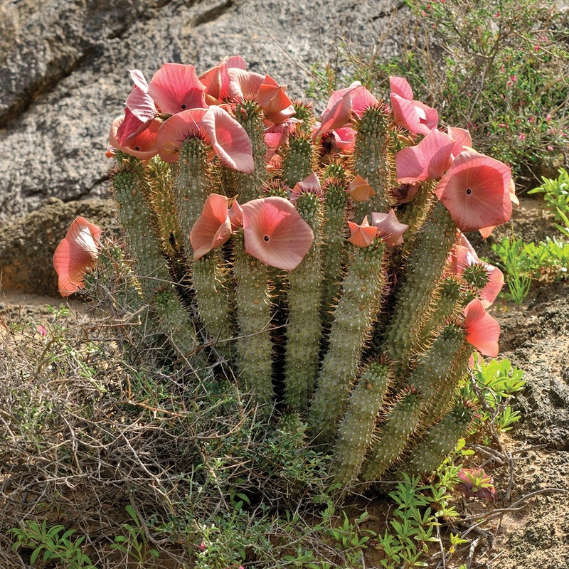 Bushmans Hat Plant (Hoodia gordonii)