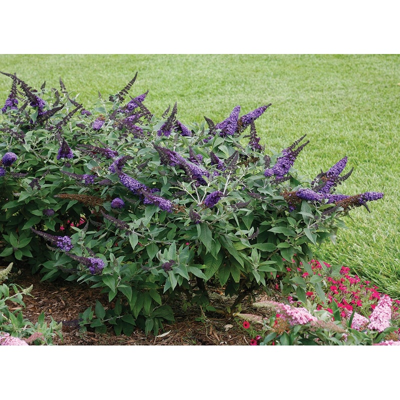 Butterfly Bush Pugster Blue  (Buddleia hybrid)