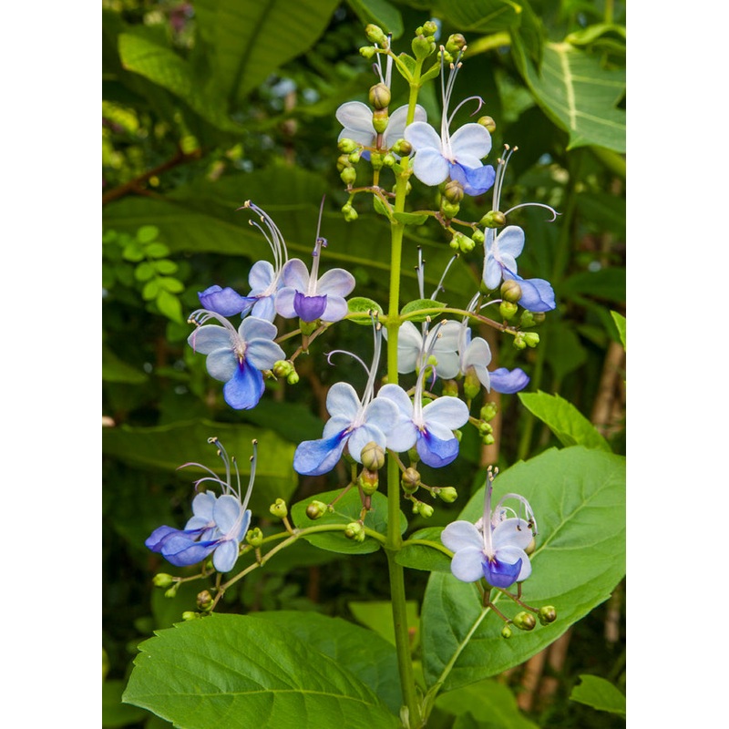 Butterfly Flower Broadleaf (Clerodendrum ugandense)