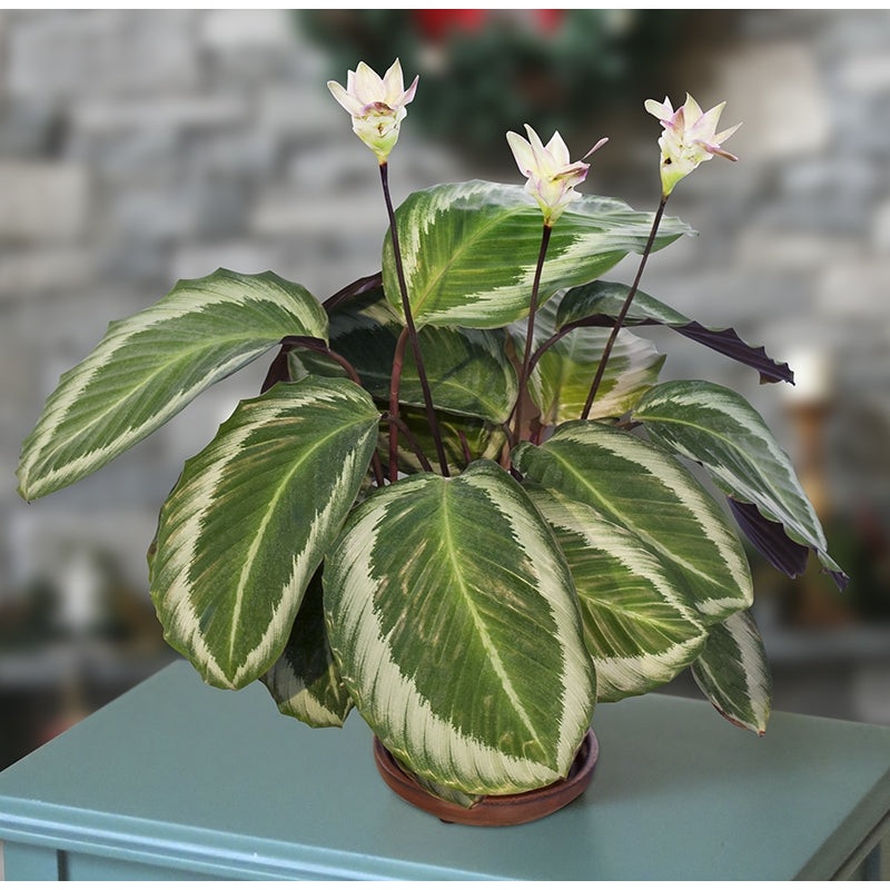 Calathea Cobra Pink PP (Calathea Bicajoux Cobra Pink)