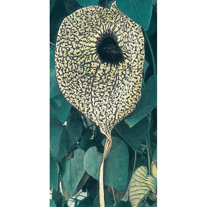 Calico Flower (Aristolochia grandiflora)