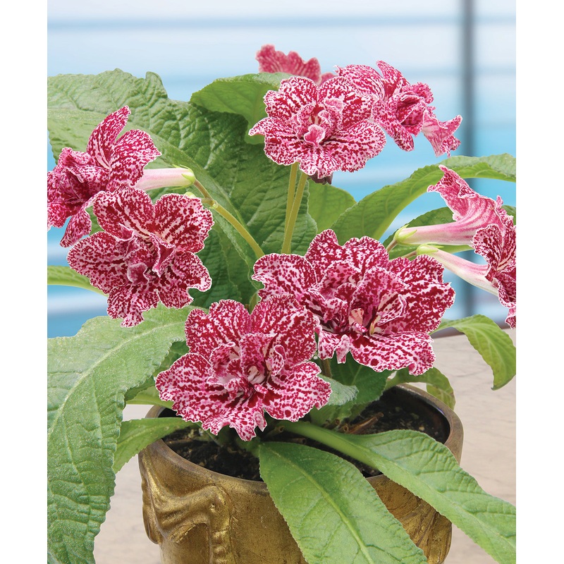 Cape Primrose Hawaiian Party (Streptocarpus hybrid)