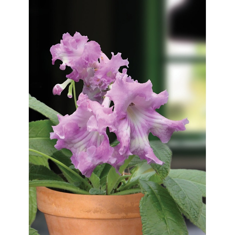 Cape Primrose Irena (Streptocarpus hybrid)