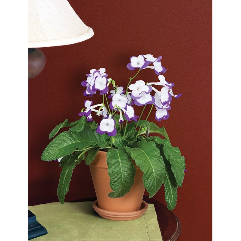 Cape Primrose Roulette Azur (Streptocarpus hybrid)