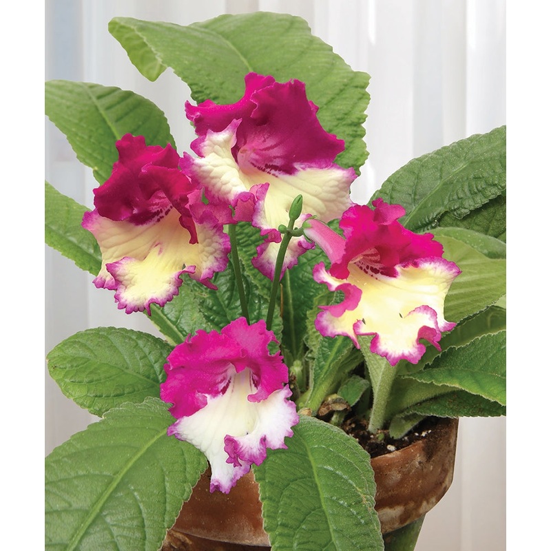 Cape Primrose Wow (Streptocarpus hybrid)