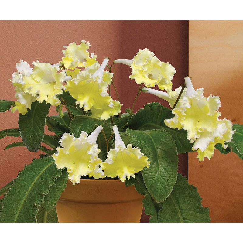 Cape Primrose Zlotko (Streptocarpus hybrid)