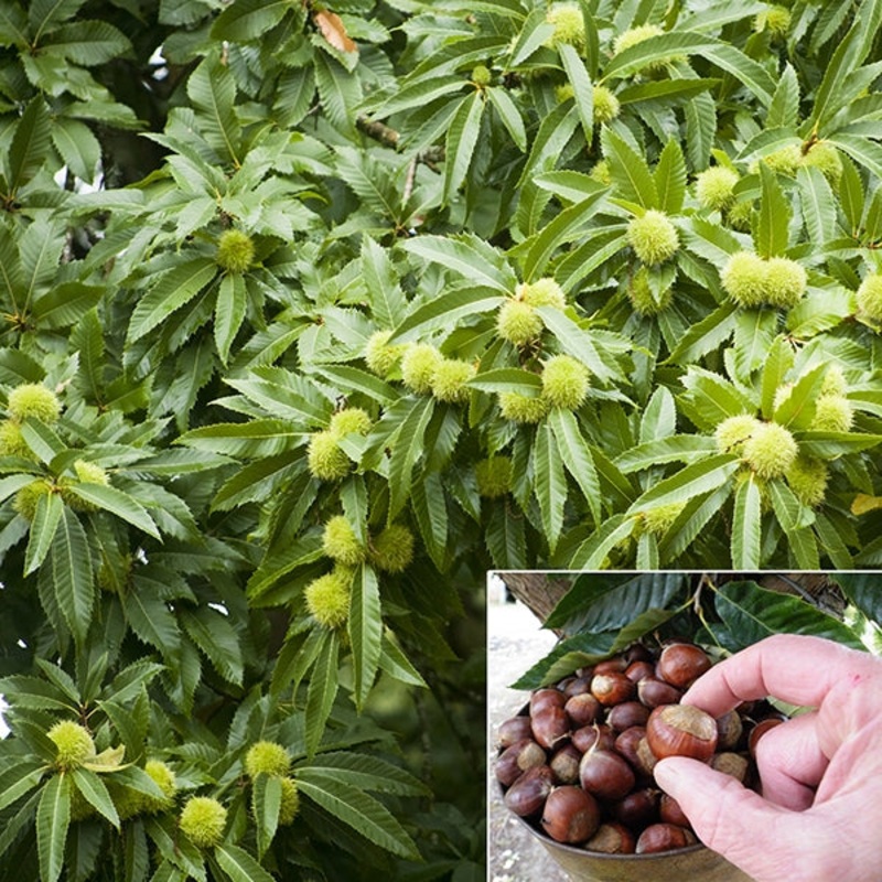 Chestnut Layeroka (Castanea mollissima x dentatum)