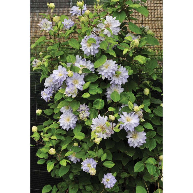 Clematis Diamond Ball PP (Clematis hybrid)