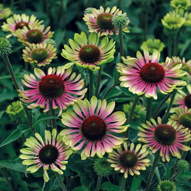 Coneflower Green Twister (Echinacea hybrid)