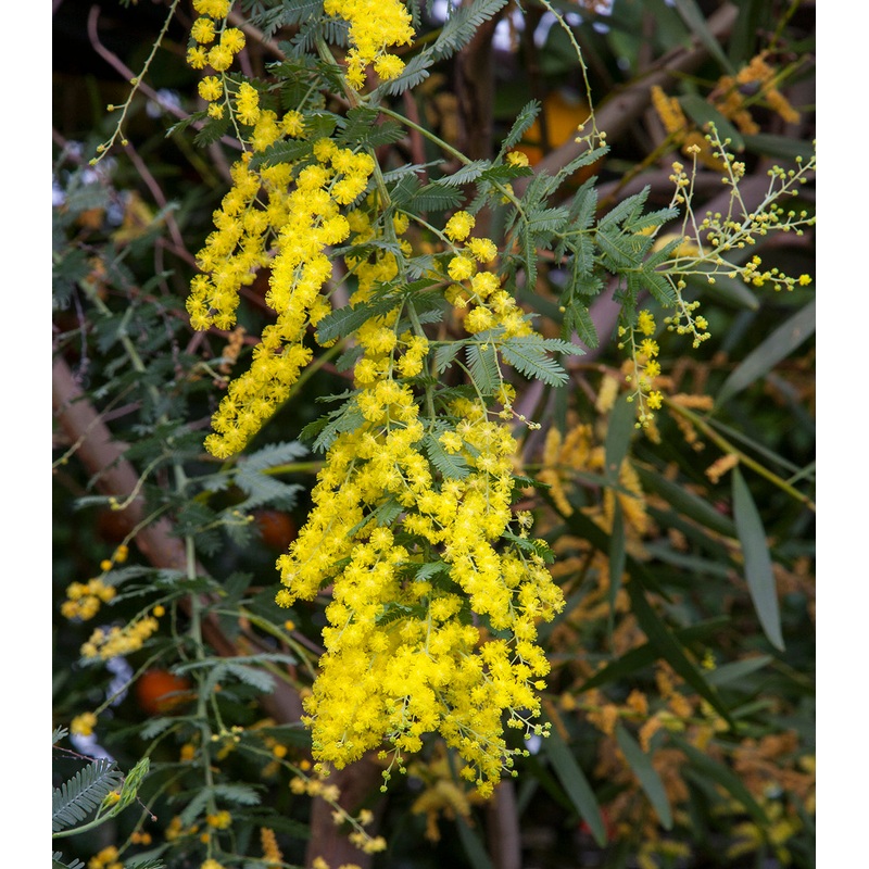 Cootamundra Wattle (Acacia baileyana)