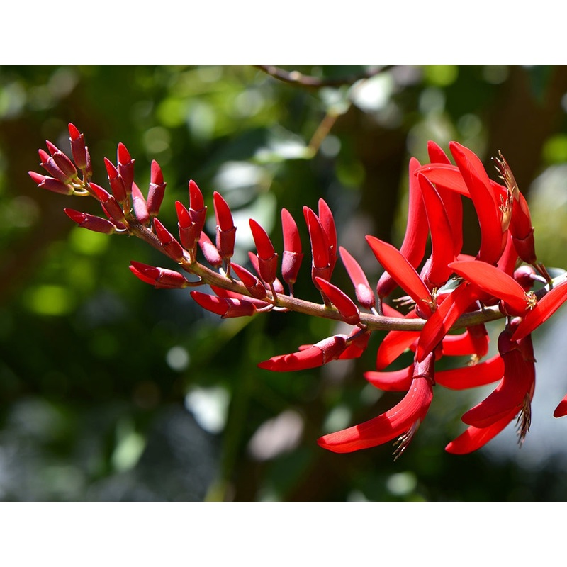 Coral Tree (Erythrina x bidwillii)