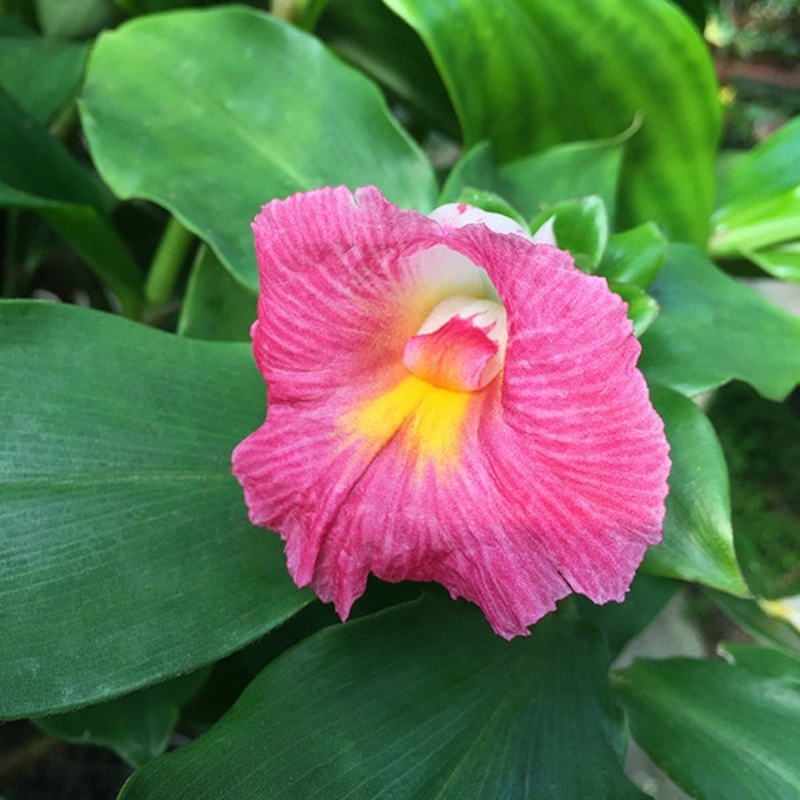 Costus ‘African Princess’ (Costus fissiligulatus)