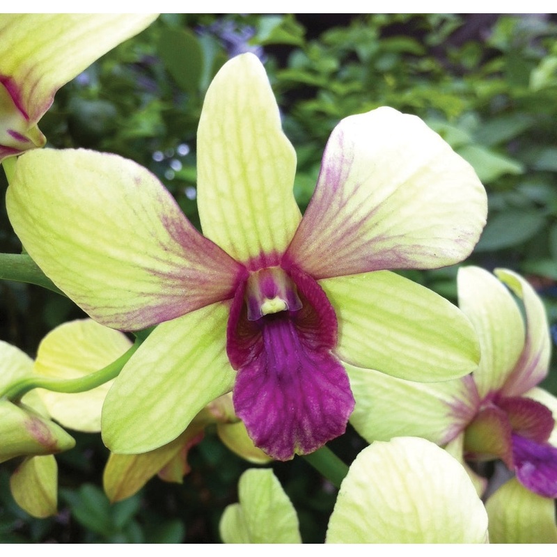 Den. Orchid Thongchai Gold Virog (Dendrobium hybrid)