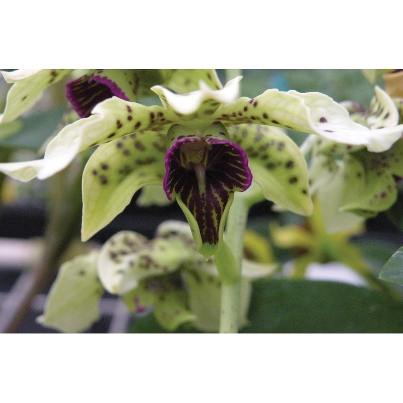 Dendrobium Orchid atroviolacea (Dendrobium species)
