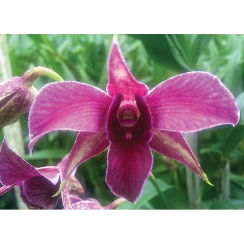 Dendrobium Orchid Fire Wings (Dendrobium hybrid)