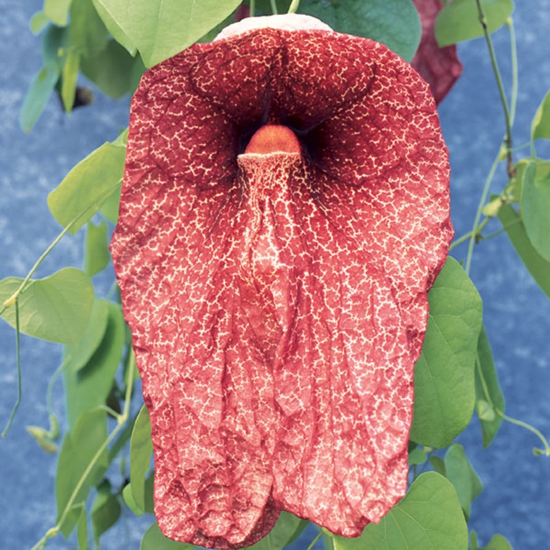 Dutchmans Pipe Brasiliensis (Aristolochia gigantea Brasiliensis)