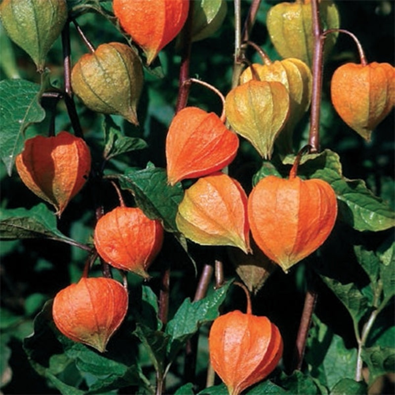 Dwarf Chinese Lantern Gnome (Physalis alkekengi var. franchetii)
