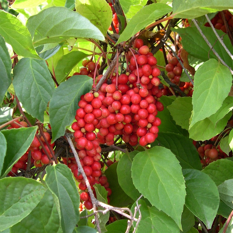 Eastern Prince Schisandra Berry Vine (Schisandra chinensis)