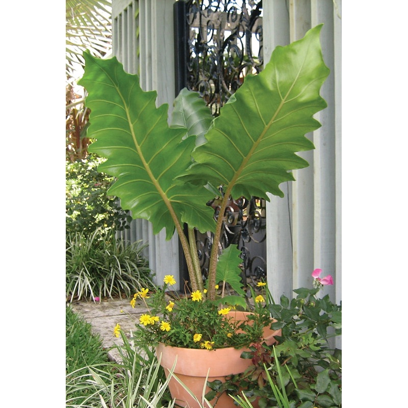 Elephant Ear Boa (Alocasia hybrid)