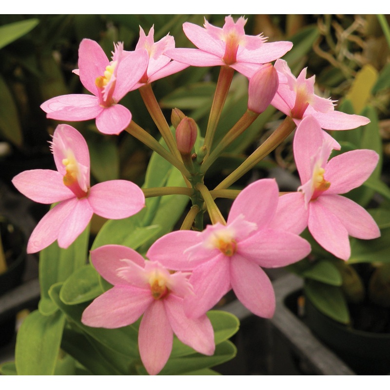 Epidendrum Orchid Miura Valley (Epidendrum hybrid)