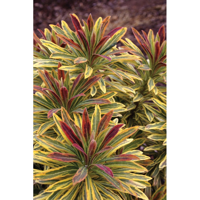 Euphorbia Ascot Rainbow PP (Euphorbia x martinii hybrid)