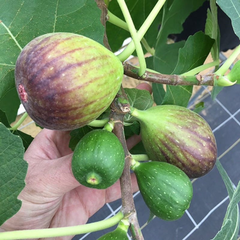 Fig GE Neri (Ficus carica)