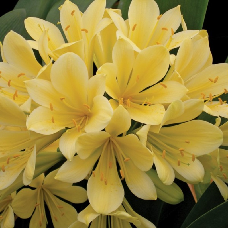 Fire Lily Good Hope (Clivia miniata hybrid)