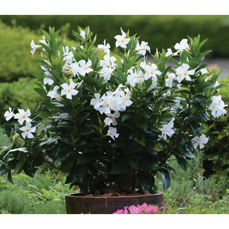 Mandevilla SunParasol Designer White PPAF (Mandevilla hybrid)