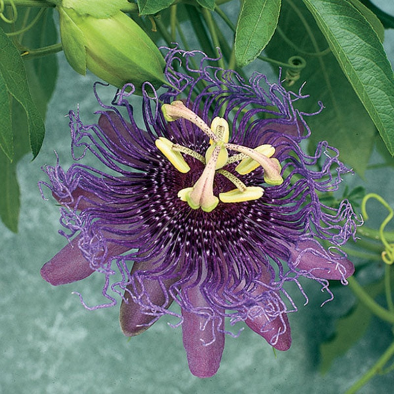 Passion Flower Incense (Passiflora hybrid)