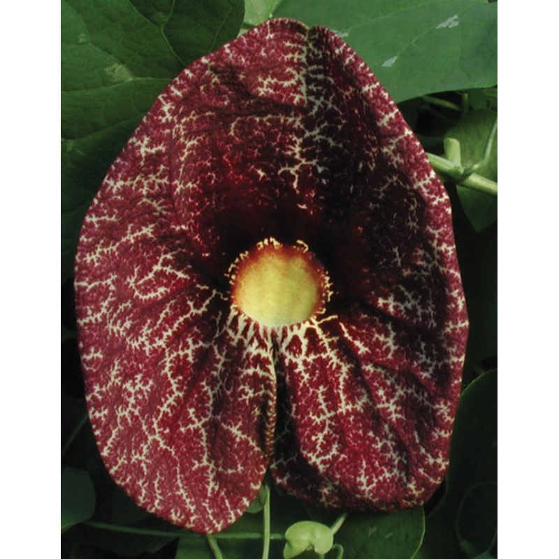 Pelican Flower (Aristolochia gigantea)