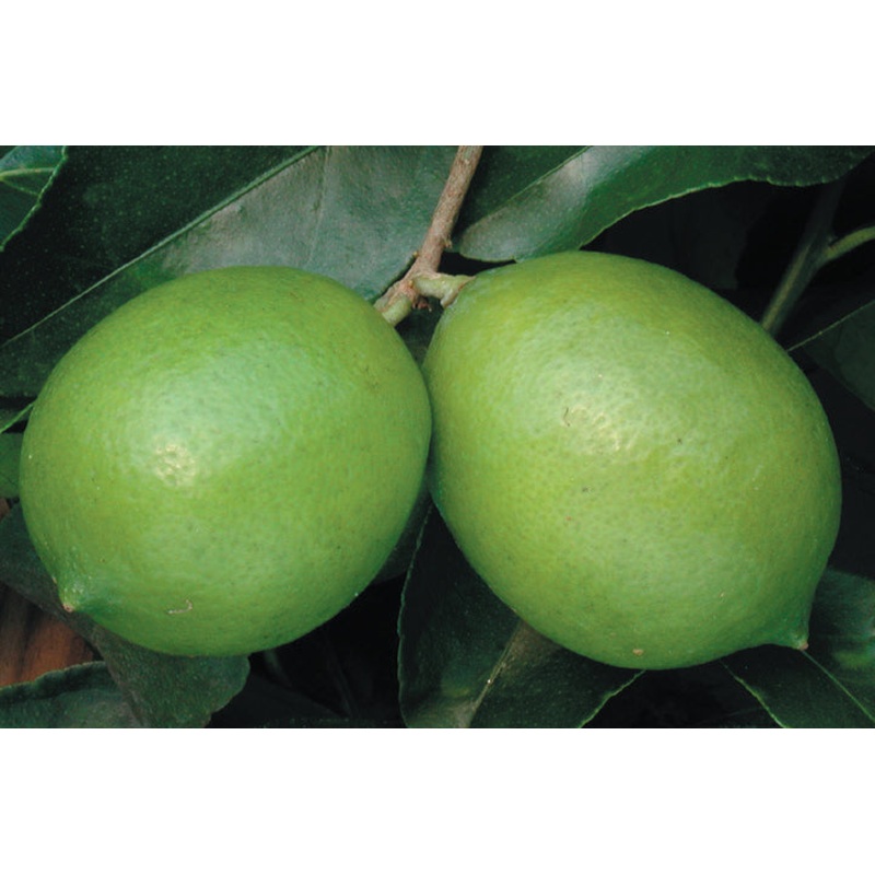 Persian Lime Tree (Citrus aurantifolia hybrid)