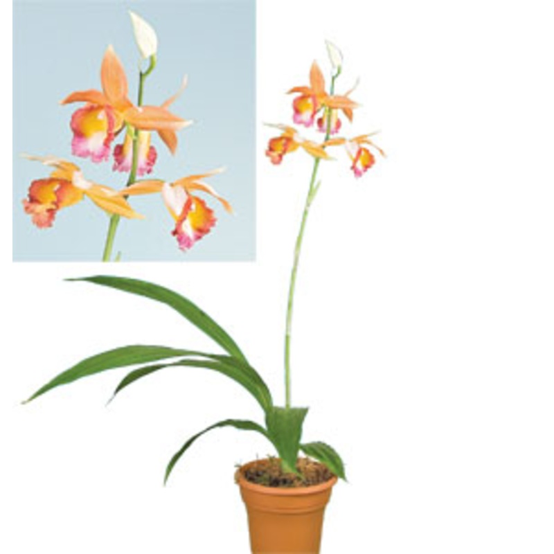 Phaius Dan Rosenberg Tropical Ice HCC/AOS (Phaius hybrid)