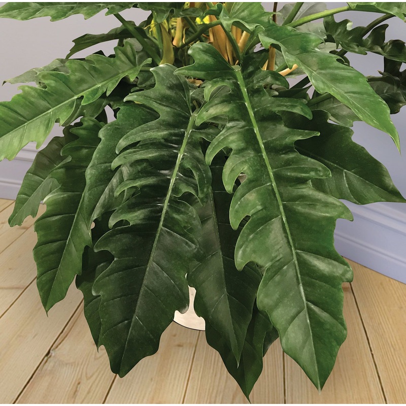 Philodendron Jungle Boogie (Philodendron hybrid)