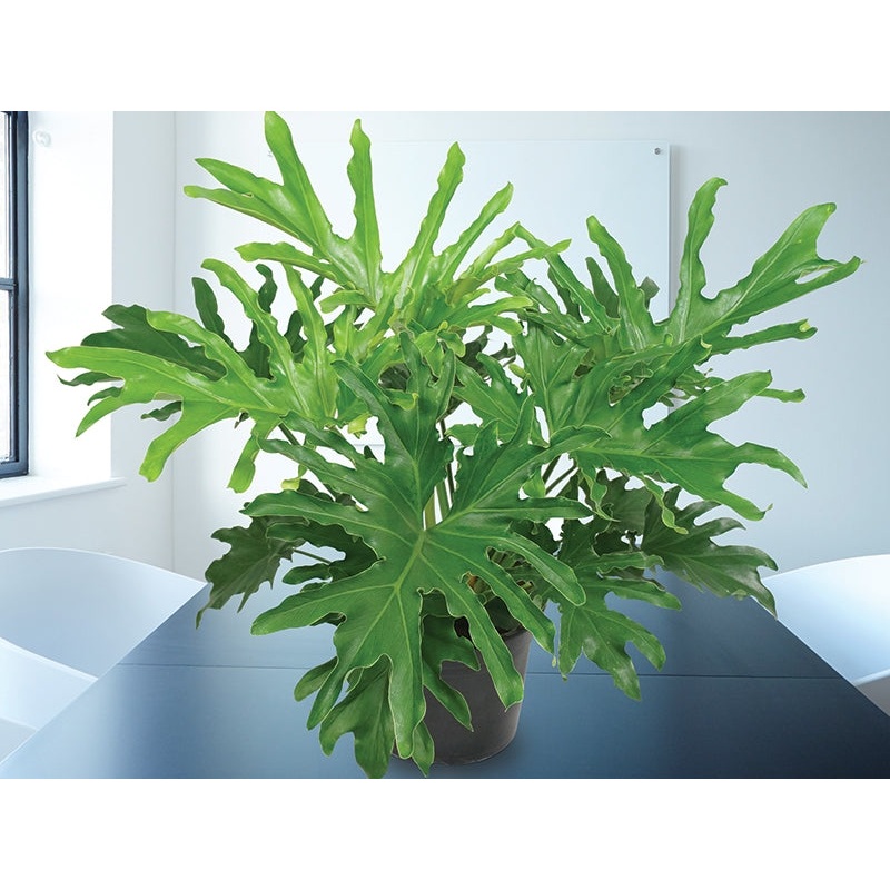 Philodendron Lickety Split (Philodendron hybrid)