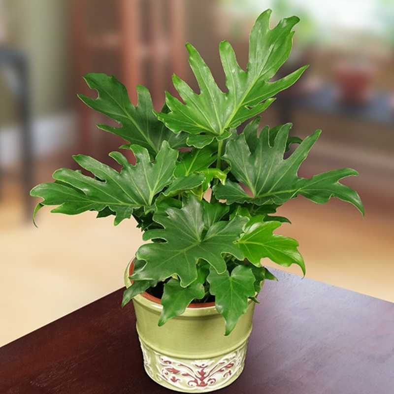 Philodendron Little Hope PPAF (Philodendron hybrid)
