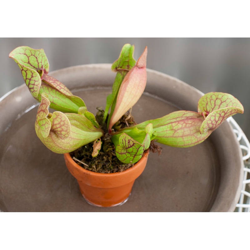 Pitcher Plant Fat Chance (Sarracenia rosea hybrid)