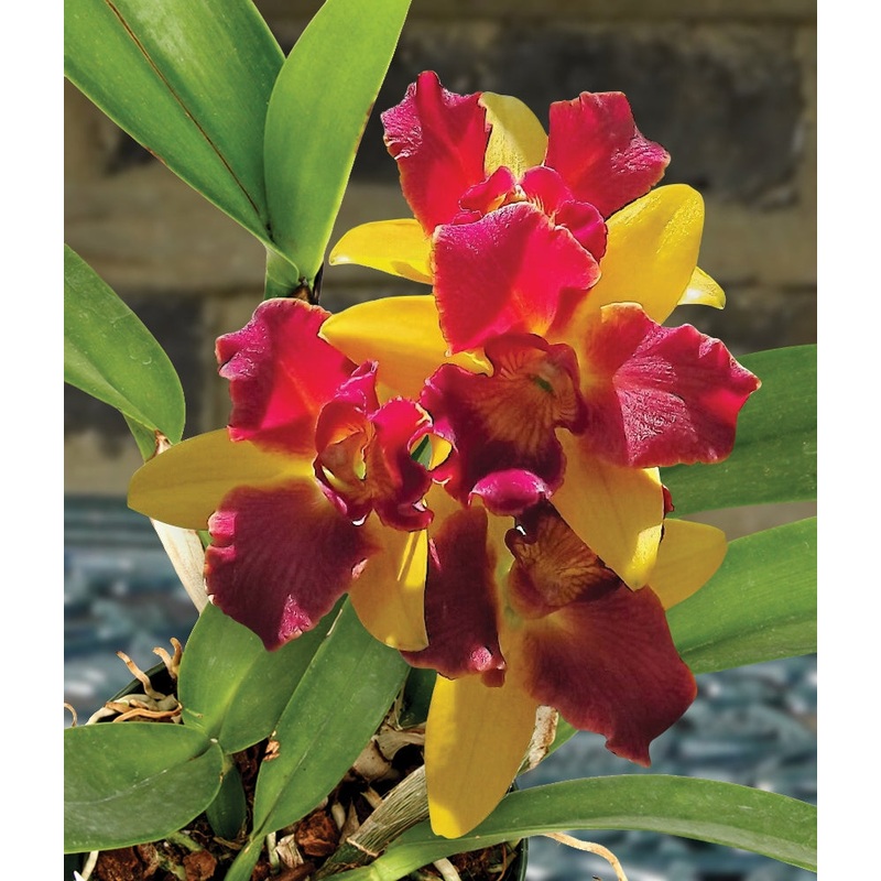 Potinara Orchid Burana Beauty Buenaflor (Potinara hybrid)