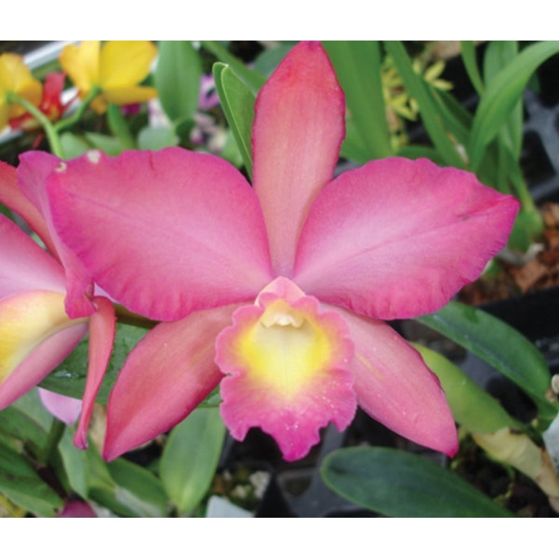 Potinara Orchid Love Avenue Serenade (Potinara hybrid)